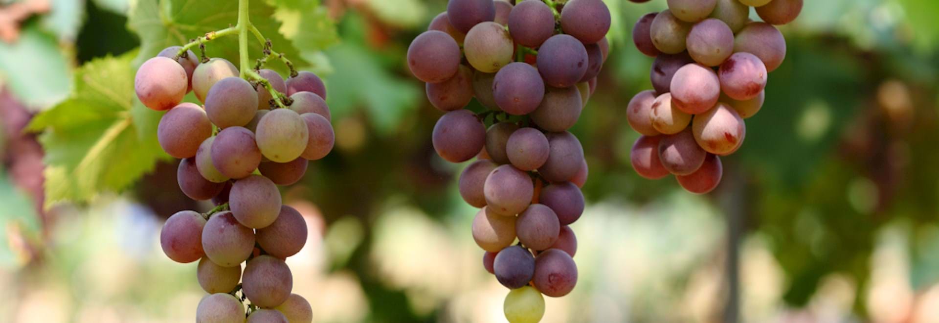 grapes in a vineyard in Frascati